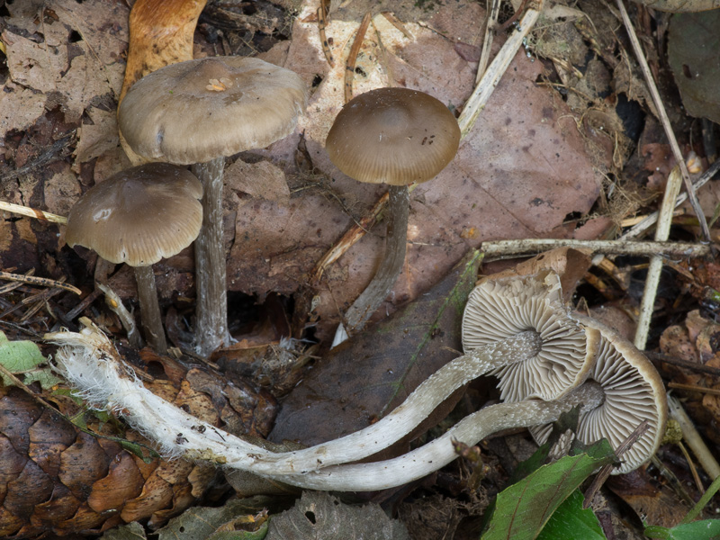 Tephrocybe boudieri